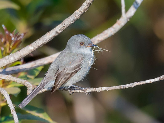  Tyranneau noirâtre, Serpophaga nigricans