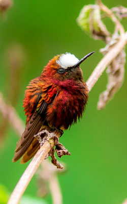 Colibri à coiffe blanche, Microchera albocoronata