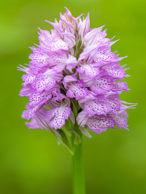 Orchis dentelé, Neotinea tridentata