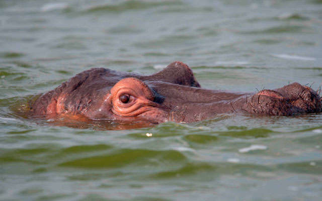 Hippopotame amphibie, Hippopotamus amphibius