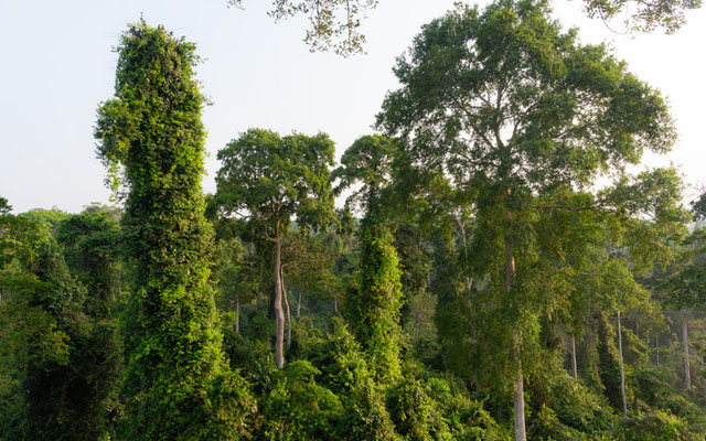 Forêt tropicale du Parc national de Kakum