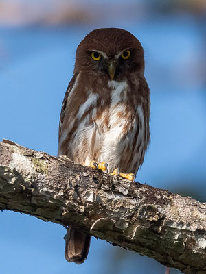  Chevêchette brune, Glaucidium brasilianum