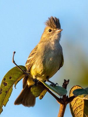 Tyranneau suiriri, Suiriri suirir