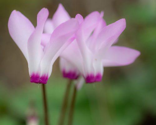 Cyclamen de Perse, Cyclamen persicum