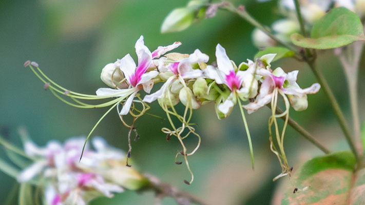 Clerodendrum umbellatum