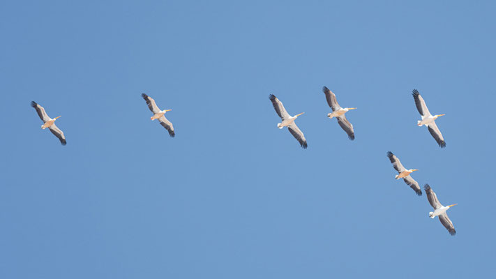 Pélican blanc, Pelecanus onocrotalus en migration active. Obsevations depuis le sommet.