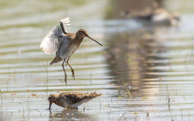 African Snipe, Gallinago nigripennis