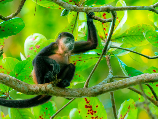 Hurleur à manteau, Alouatta palliata