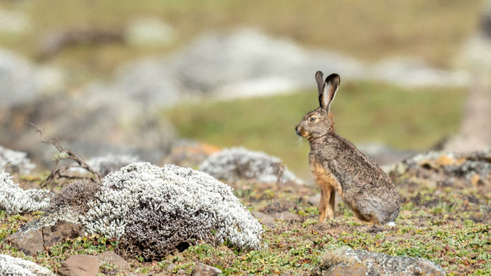 Lièvre des hauts plateaux d?Ethiopie, Lepus starcki. ENDÉMIQUE