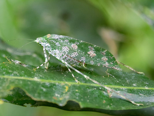 Insecte indéterminé