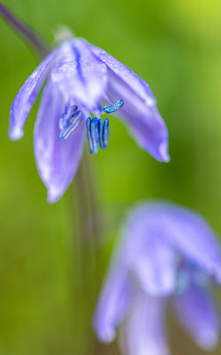 Jacinthe,  Hyacinthus orientalis