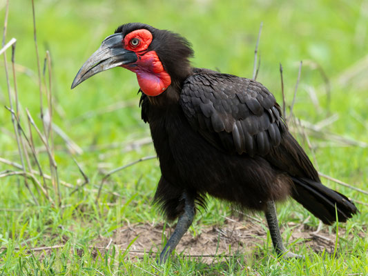 Bucorve du Sud, Bucorvus leadbeateri, mâle