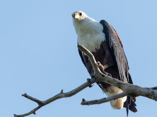 African Fish Eagle, Haliaetus vocifer