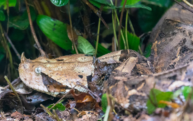 West African Gaboon viper, Bitis rhinoceros. Observed in full digestion, which explains the fact that it did not move much!