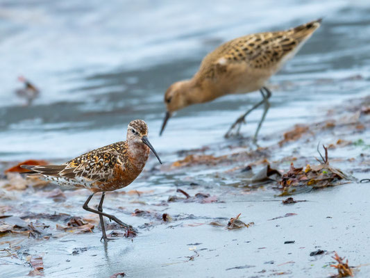 Curlew Sandpiper, Calidris ferruginea and Ruff, Philomachus pugnax