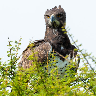  Aigle martial,  Polemaetus bellicosus