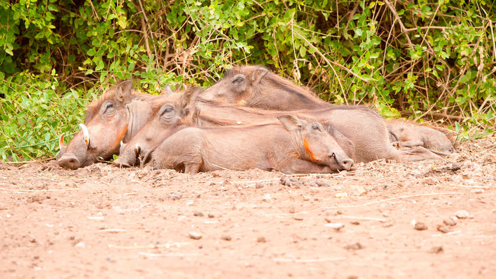 Phacochère commun, Phacochoerus africanus