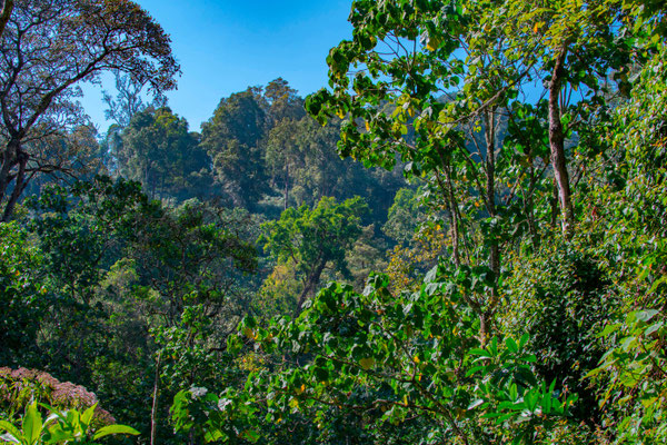 Paysage de l'extraordinaire forêt des Bwindis