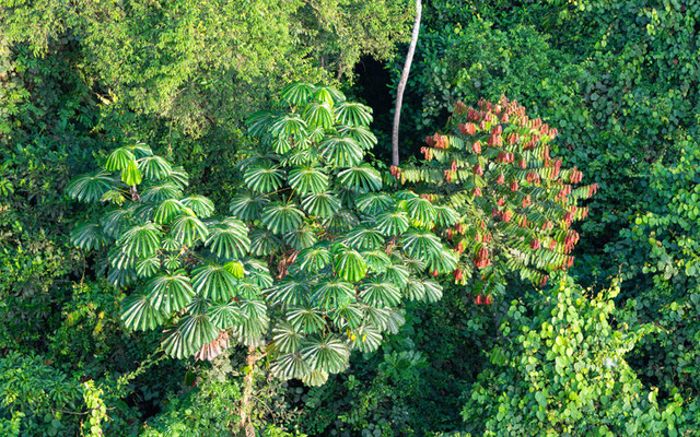 Forêt tropicale du Parc national de Kakum