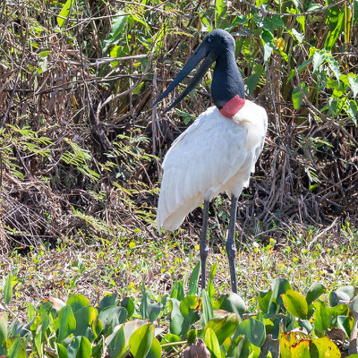 Jabiru d'Amérique, Jabiru mycteria