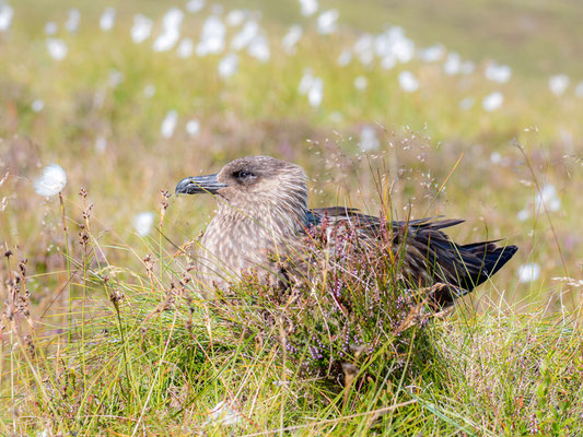 Grand Labbe, Stercorarius skua