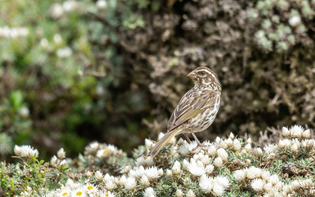 Serin strié, Crithagra striolata