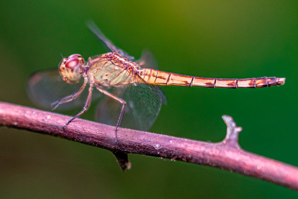 Undefined Dragonfly
