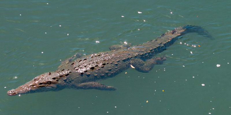 Crocodile d'Amérique, Crocodylus acutus sous LE pont du fleuve Tarcoles