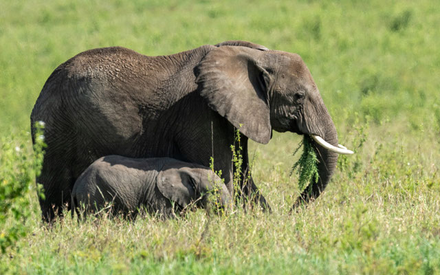 African bush elephant, Loxodonta africana