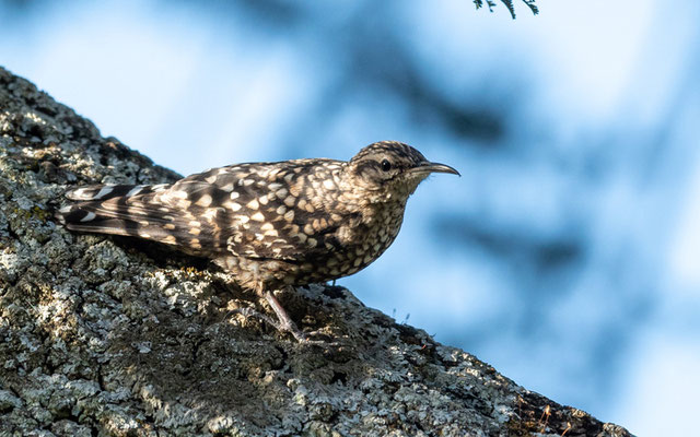 Grimpereau de Salvador,  Salpornis salvadori erlangeri 