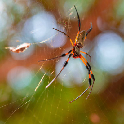 Nephila sp. Plusieurs individus dans un Acacia 