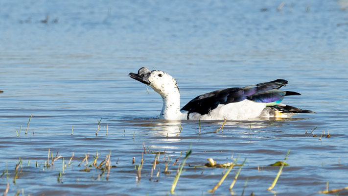 Magnifique mâle de Canard à bosse, Sarkidiornis melanotos