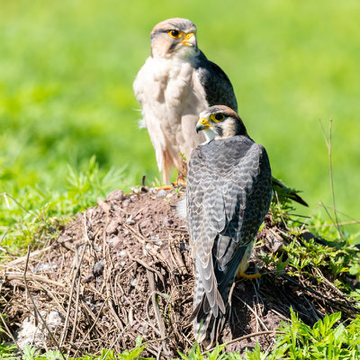 Couple de Faucon lanier, Falco biarmicus