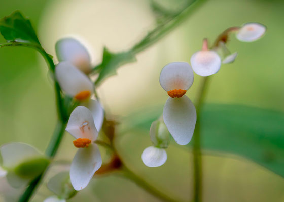 Belle fleur indéterminée