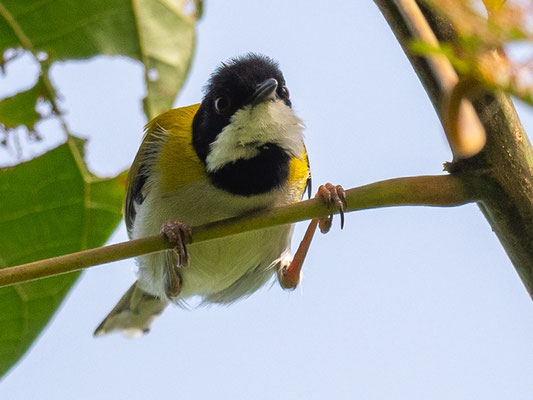 Apalis à calotte noire, Apalis nigriceps