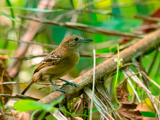 Batara à nuque noire, Thamnophilus atrinucha femelle