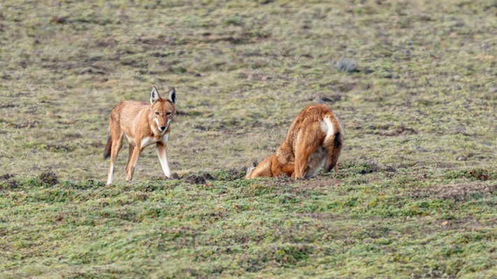 Loup d'Abyssine, clef de notre voyage!!! Canis simensis. Probablement une fratrie.