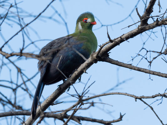 Touraco à joues blanches, Tauraco leucotis. Endémique de la corne de l'Afrique. Hara lodge