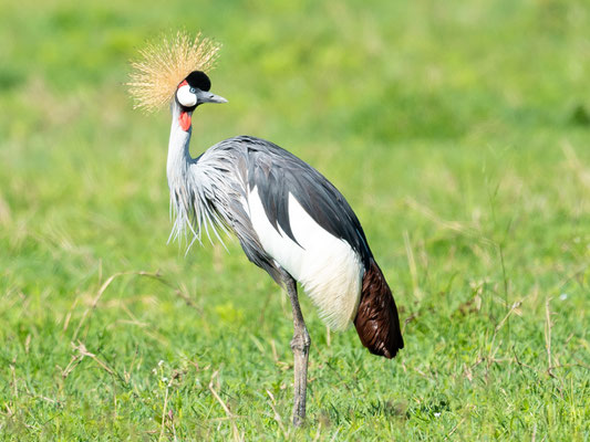 Grey Crowned Crane, Balearica regulorum