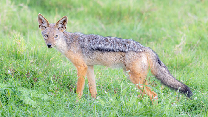 Chacal à chabraque, Canis mesomelas