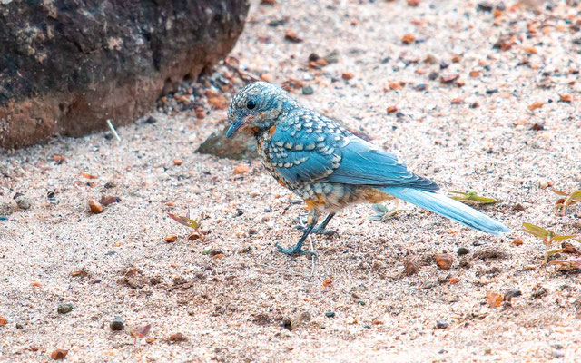 Gobemouche argenté, Empidornis semipartitus. Juvénile