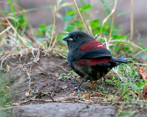 Sénégali de Jackson, ryptospiza jacksoni