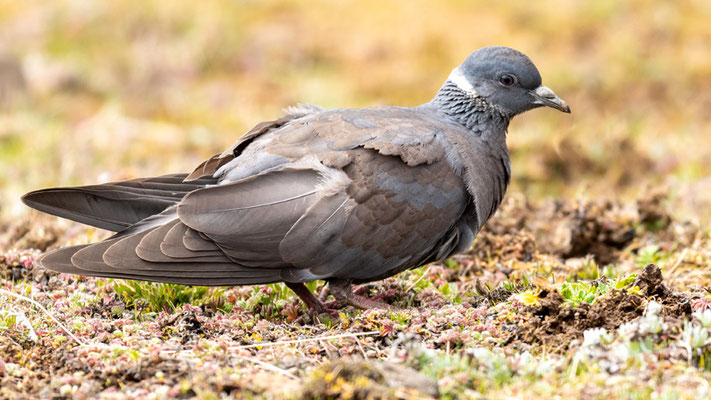 Pigeon à collier blanc, Columba albitorques. ENDÉMIQUE