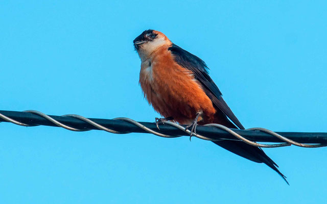 Hirondelle des mosquées, Hirundo senegalensis