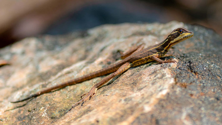 Jeune Basilic commun, Basiliscus basiliscus, fleuve Tarcoles