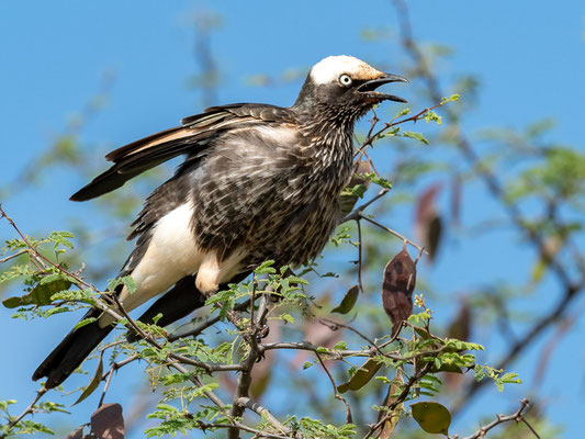 Spréo à calotte blanche, Lamprotornis albicapilus