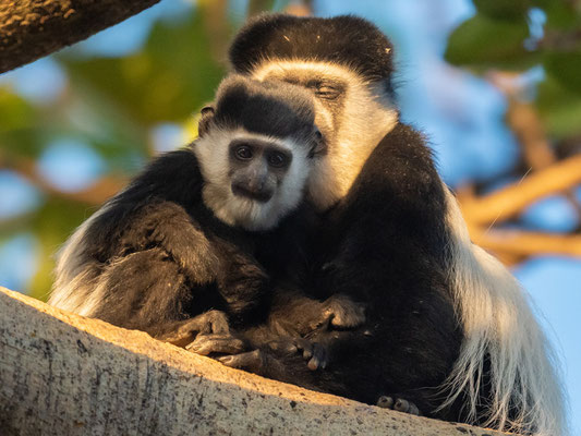 Colobe guéréza, Colobus guereze guereza