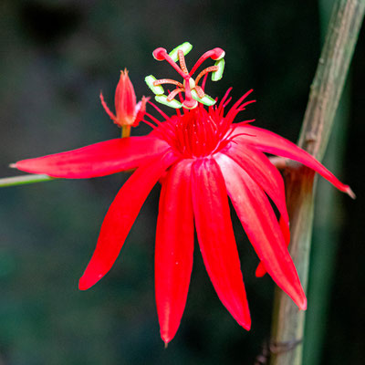 Perfumed passionflower, Passiflora vitifolia