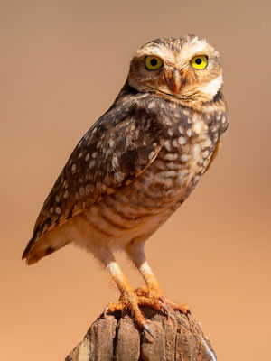 Burrowing Owl, Athene cunicularia