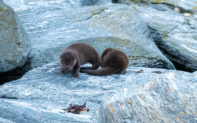 Two young Eurasian otter, Lutra lutra. Great moments: the female bringing fish to her young! Unfortunately, the light was not there at all...